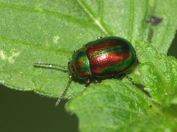 Chrysolina fastuosa