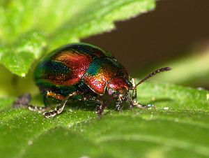 Chrysolina fastuosa