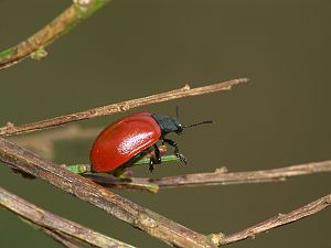 Chrysomela populi