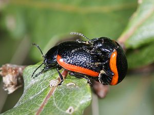 Chrysolina sanguinolenta