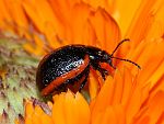 Chrysolina sanguinolenta