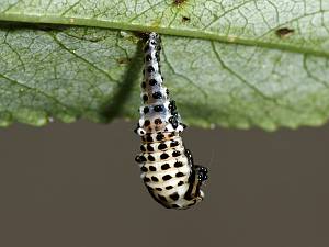 Chrysomela vigintipunctata