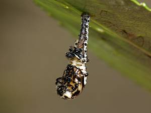 Chrysomela vigintipunctata