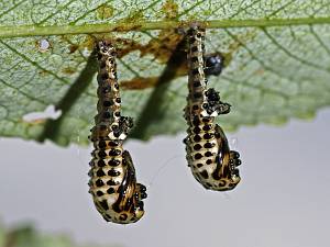 Chrysomela vigintipunctata