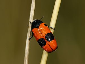 Clytra laeviuscula