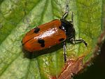 Clytra quadripunctata