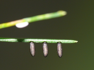 Crioceris asparagi