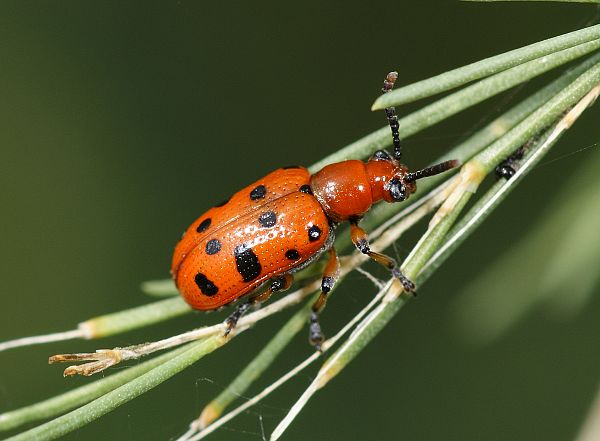 Crioceris duodecimpunctata