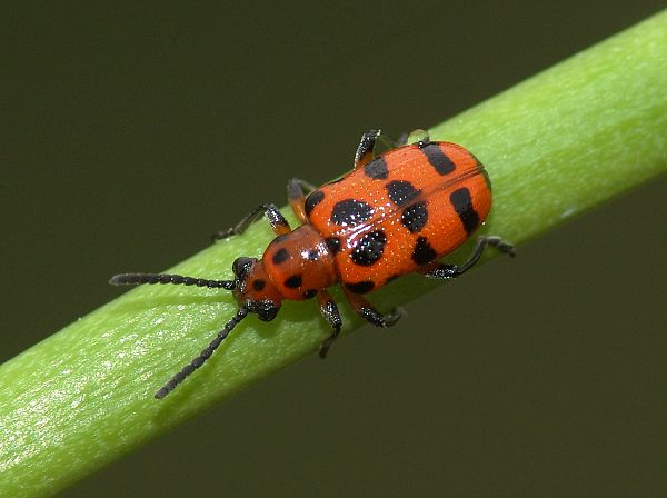 Crioceris quatuordecimpunctata