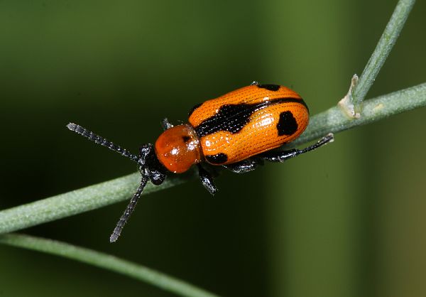 Crioceris quinquepunctata