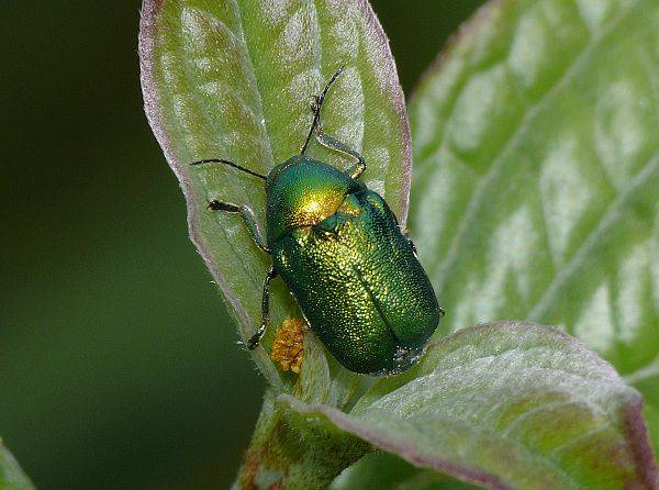 Cryptocephalus aureolus