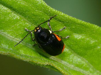 Cryptocephalus moraei