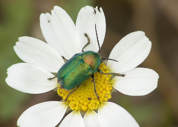 Cryptocephalus sericeus