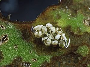 Galerucella nymphaeae Larve