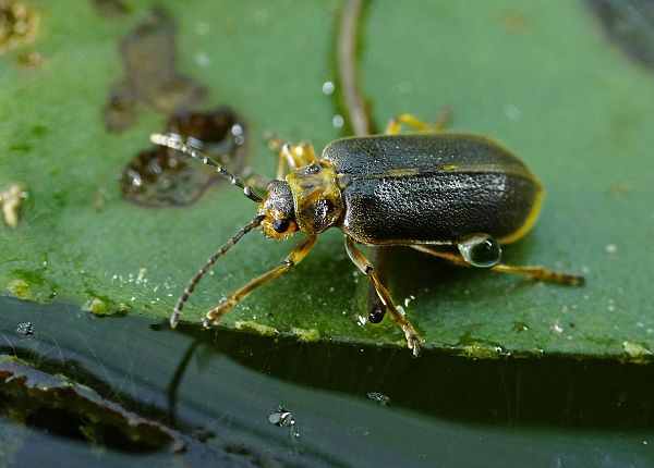 Galerucella nymphaeae