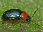 Gastrophysa polygoni