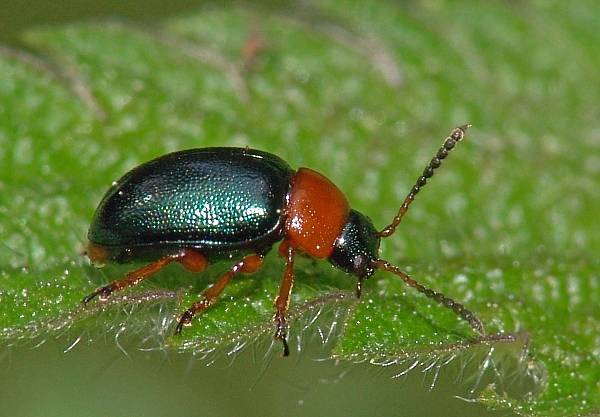 Gastrohysa polygoni