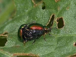 Gastrophysa viridula