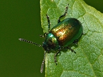 Gastrophysa viridula