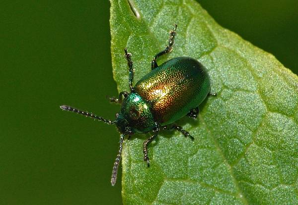 Gastrophysa viridula