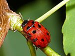 Gonioctena decemnotata