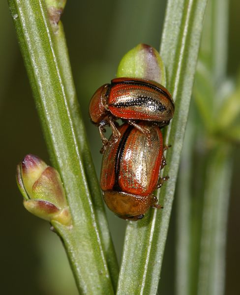 Gonioctena olivacea