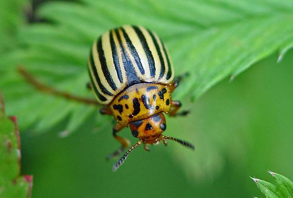 Leptinotarsa decemlineata