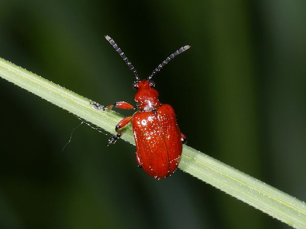 Lilioceris merdigera