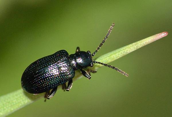 Oulema gallaeciana