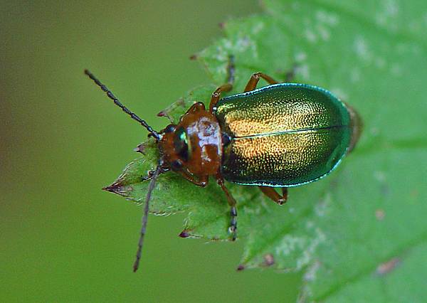 Sermylassa halensis