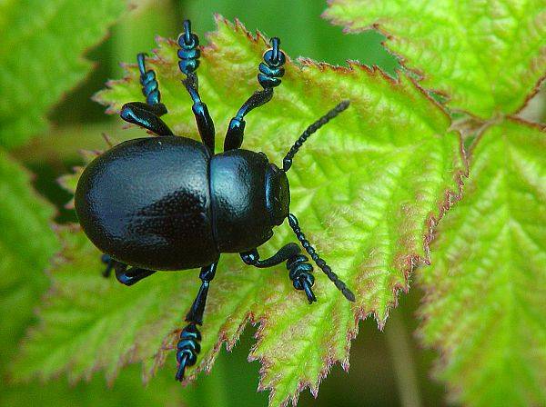 Timarcha goettingensis