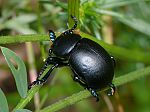 Timarcha tenebricosa