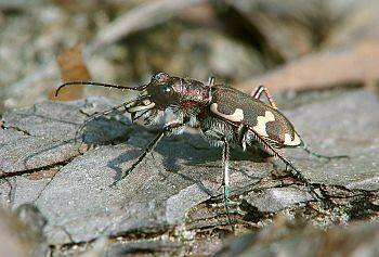 Cicindela hybrida