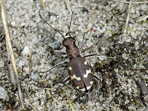 Cicindela hybrida