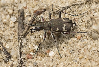 Cicindela hybrida