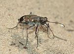 Cicindela hybrida