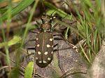 Cicindela lunulata