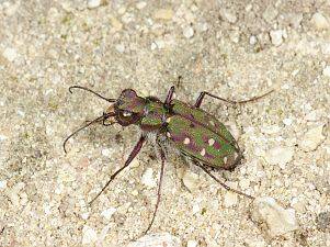 Cicindela maroccana