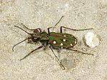 Cicindela maroccana