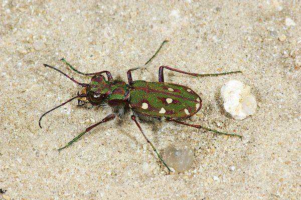 Cicindela maroccana