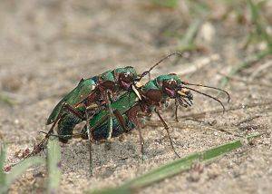 Cicindela campestris