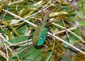 Cicindela campestris