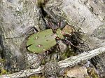 Cicindela campestris