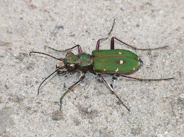 Cicindela campestris