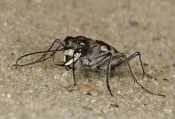 Cicindela hybrida