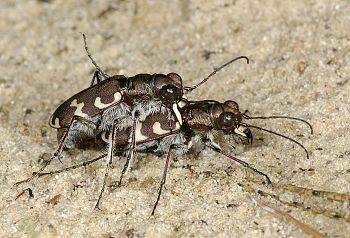 Cicindela hybrida