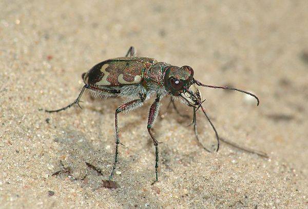 Cicindela hybrida