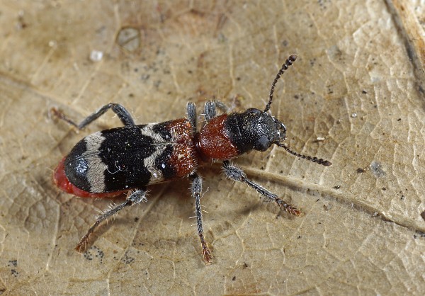 Thanasimus formicarius