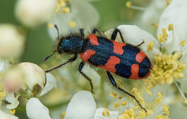 Trichodes alvearius