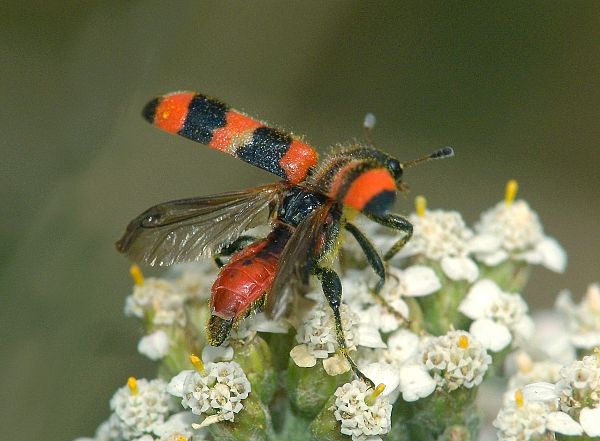 Trichodes apiarius